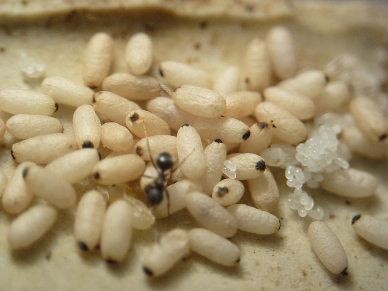 huevos, larvas y pupas en una misma imagen. hormiga negra común