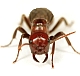 Avatar de Usuario