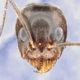 Avatar de Usuario