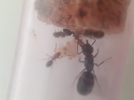 Camponotus lateralis.jpg