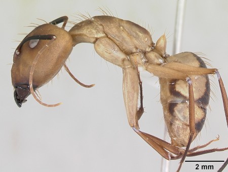 Camponotus_coloratus_casent0173405_profile_1.jpg