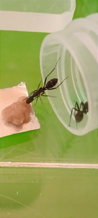 Camponotus Comiendo.jpg