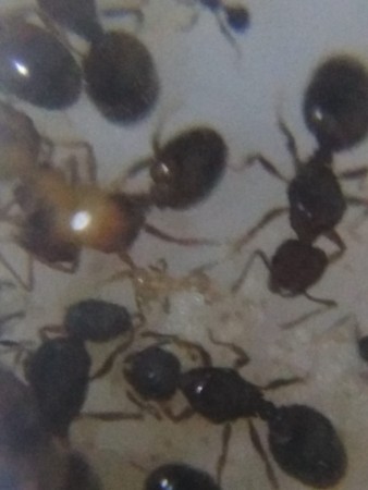 Aparecen algunas de las hormigas que hace algunos días nacieron