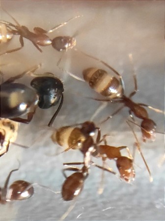 hormigas 4.jpg