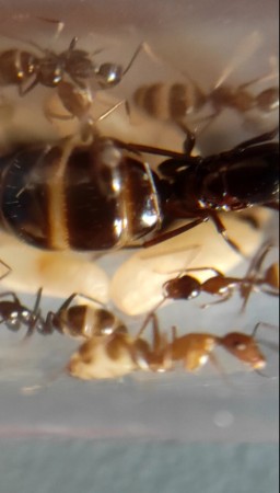 hormigas 7.jpg