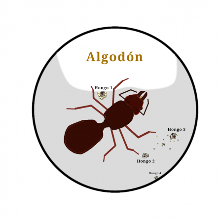 Este es un diagrama de la ubicación de los hongos