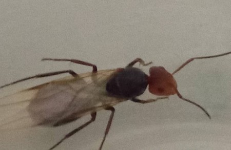Camponotus lindigi