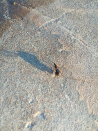 Lasius (parece emarginatus)