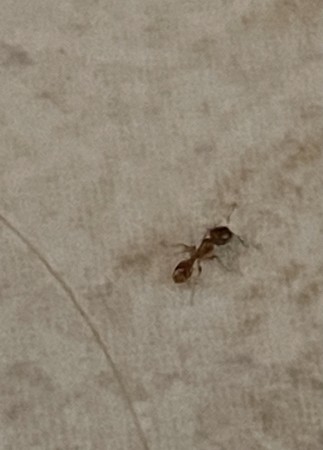 Foto de una de las hormigas