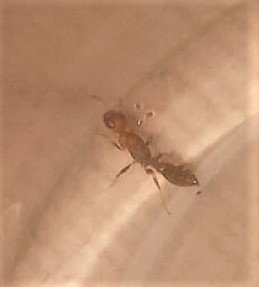 Reina sin alas pseudomyrmex, por ponerles un ejemplo"