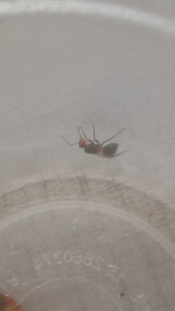 Camponotus lindigi (junio 28)