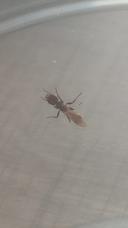 Pseudomyrmex (Julio 28)