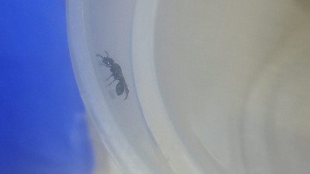 Procryptocerus (Agosto 22)