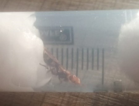 CEPHALOTES UMBRACULATUS, increíble