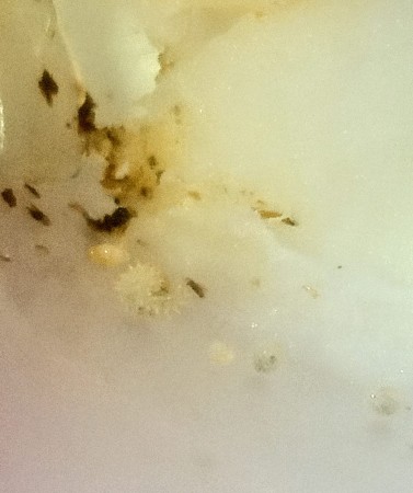 La mejor foto de las larvas de Redwing que he podido tomar  ^^