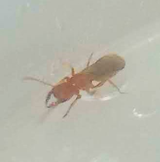 Wadeura guianensis, me he ilusionado al inicio pensando que era una Stigmatomma"