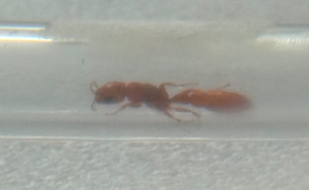 Pseudomyrmex, parecida a una de hace un tiempo"