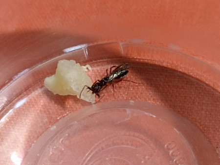 IMG_20230612_184112.jpg