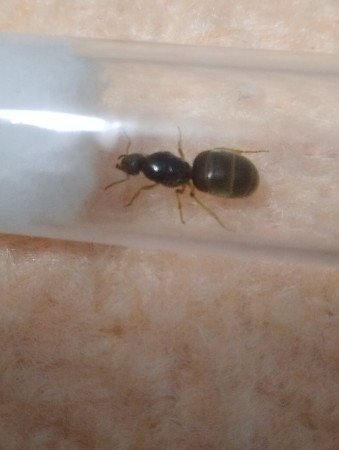 Hola!! Ayer cogí está hormiga,me gustaría saber si es  una Lasius Níger y si es macho o hembra,cuando la cogí no tenía alas