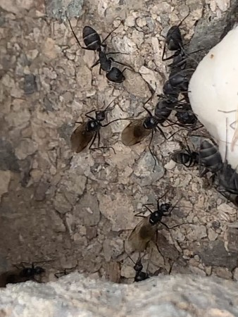 Camponotus foreli machos alados