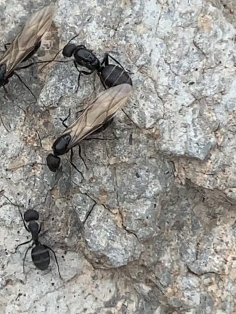 Reina de Camponotus Foreli rodeada de machos alados