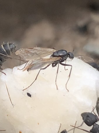 Macho alado Camponotus Foreli