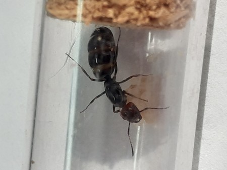 Camponotus(1).jpg
